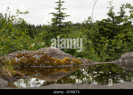 Area verde fusa dal cambiamento climatico. Mendenhall Glacier Juneau USA Alaska. Vista panoramica che si affaccia Mendenhall Glacier e Mendenhall Lago da West glacier Trail, Juneau, Alaska sudorientale. Foto Stock