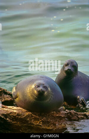 Nerpa, mondo solo sigillo di acqua dolce, si trovano solo nel lago Baikal. Una popolazione può essere in declino, possibilmente una specie minacciata Foto Stock