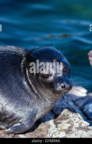 Nerpa, mondo solo sigillo di acqua dolce, si trovano solo nel lago Baikal. Una popolazione può essere in declino, possibilmente una specie minacciata Foto Stock