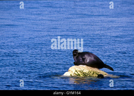 Nerpa, mondo solo sigillo di acqua dolce, si trovano solo nel lago Baikal. Una popolazione può essere in declino, possibilmente una specie minacciata Foto Stock