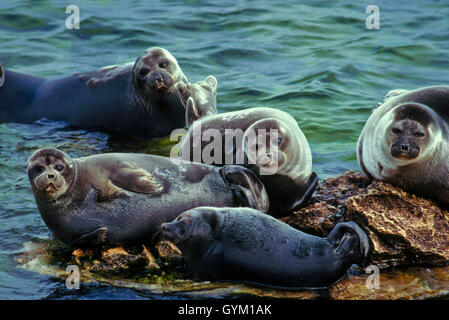Nerpa, mondo solo sigillo di acqua dolce, si trovano solo nel lago Baikal. Una popolazione può essere in declino, possibilmente una specie minacciata Foto Stock