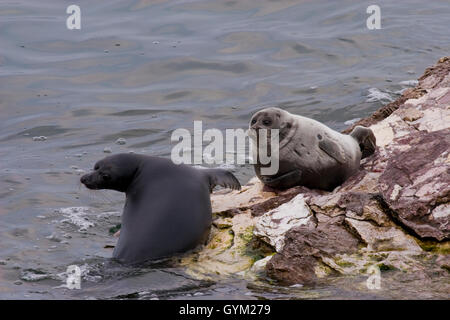 Nerpa, mondo solo sigillo di acqua dolce, si trovano solo nel lago Baikal. Una popolazione può essere in declino, possibilmente una specie minacciata Foto Stock