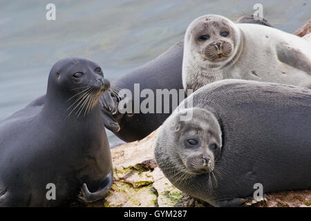 Nerpa, mondo solo sigillo di acqua dolce, si trovano solo nel lago Baikal. Una popolazione può essere in declino, possibilmente una specie minacciata Foto Stock