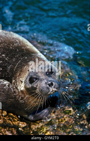 Nerpa, mondo solo sigillo di acqua dolce, si trovano solo nel lago Baikal. Una popolazione può essere in declino, possibilmente una specie minacciata Foto Stock
