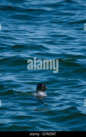 Nerpa, mondo solo sigillo di acqua dolce, si trovano solo nel lago Baikal. Una popolazione può essere in declino, possibilmente una specie minacciata Foto Stock