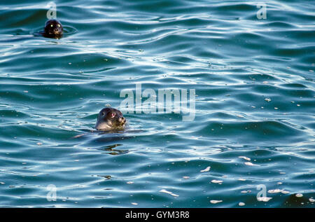 Nerpa, mondo solo sigillo di acqua dolce, si trovano solo nel lago Baikal. Una popolazione può essere in declino, possibilmente una specie minacciata Foto Stock
