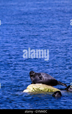 Nerpa, mondo solo sigillo di acqua dolce, si trovano solo nel lago Baikal. Una popolazione può essere in declino, possibilmente una specie minacciata Foto Stock