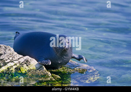 Nerpa, mondo solo sigillo di acqua dolce, si trovano solo nel lago Baikal. Una popolazione può essere in declino, possibilmente una specie minacciata Foto Stock