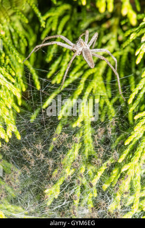 Vivaio Webb spider [Pisaura mirabilis] con nido di web pieno di bambini. Regno Unito. Luglio Foto Stock