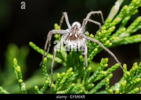 Vivaio Webb spider [Pisaura mirabilis] con uovo sac. Regno Unito. Luglio. Foto Stock