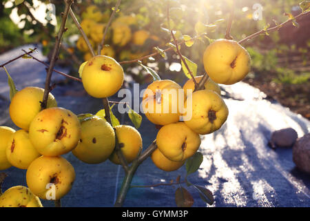 Mela cotogna bush. Chaenomeles, crescendo nel giardino. A frutto di mela cotogna arbusto. Foto Stock