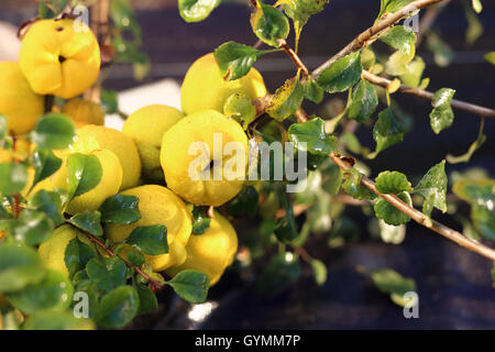 Mela cotogna bush. Chaenomeles, crescendo in giardino Foto Stock