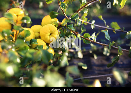 Frutto Chaenomeles japonica Foto Stock