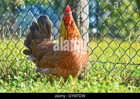 Il pollo sul tradizionale intervallo libero azienda avicola. Foto Stock