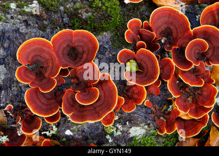 La Turchia di coda (fungo Trametes versicolor). Monte Santiago monumento naturale. County Las Merindades. Burgos, Castiglia e Leon. Sp Foto Stock