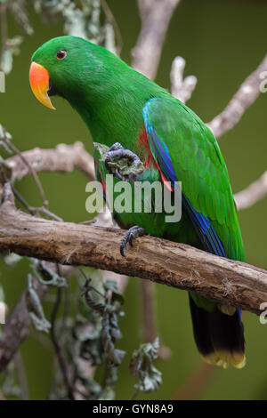 Eclectus parrot (Eclectus roratus). La fauna animale. Foto Stock