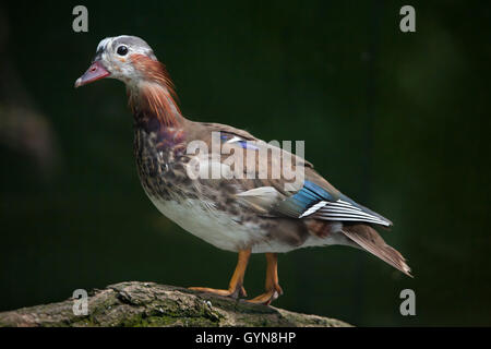 Anatra di mandarino (Aix galericulata). I capretti maschi di anatra. La fauna animale. Foto Stock