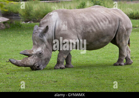 Rinoceronte bianco del sud (Ceratotherium simum simum) presso lo Zoo di Augusta in Baviera, Germania. Foto Stock