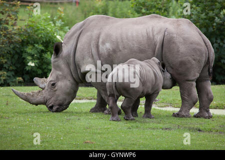 Rinoceronte bianco del sud (Ceratotherium simum simum). Femmina di alimentazione di rhino il suo neonato presso lo Zoo di Augusta in Baviera, Germania Foto Stock