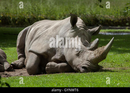 Rinoceronte bianco del sud (Ceratotherium simum simum) presso lo Zoo di Augusta in Baviera, Germania. Foto Stock