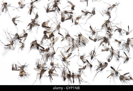 Aedes aegypti, Anopheles quadrimaculatus, (comune di zanzara malaria), raccolte nel Deserto di Sonora, Tucson, Arizona, Stati Uniti. Foto Stock