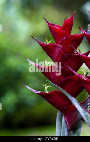 In prossimità di un bel pappagallo vivaci fiore nella foresta pluviale di San Carlos in Costa Rica Foto Stock