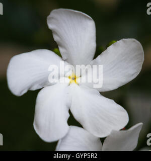 Close up di un interessante fiore bianco con 5 petali in un modello di turbolenza con una stella gialla nel centro Foto Stock