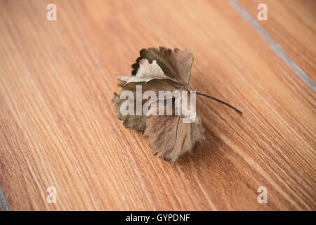 Foglia sbiadito close up Foto Stock