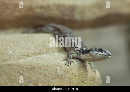 East African spinoso-tailed lizard (Cordylus tropidosternum), noto anche come il nano sungazer. La fauna animale. Foto Stock