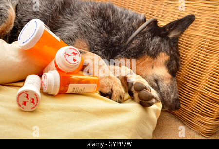 Un 9-year-old femmina, privato delle ovaie, sordi, Miniature pinscher ricupera dalla febbre della valle, coccidioidomycosis. Foto Stock