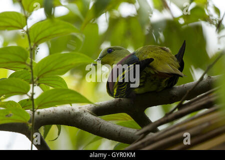 Il pompadour green pigeon è un complesso di piccione in genere Treron. È diffuso nelle foreste del sud e del sud-est asiatico. Foto Stock