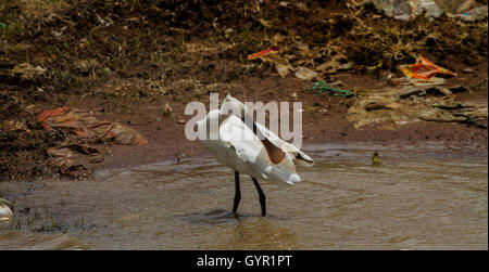 Eurasian spatola Platalea leucorodia, nell'acqua, dettaglio ritratto di uccello con lungo piatto bill, Foto Stock