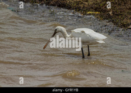 Eurasian spatola Platalea leucorodia, nell'acqua, dettaglio ritratto di uccello con lungo piatto bill, Foto Stock