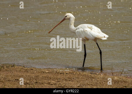 Eurasian spatola Platalea leucorodia, nell'acqua, dettaglio ritratto di uccello con lungo piatto bill, Foto Stock