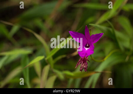 Violetta Wild Orchid Foto Stock