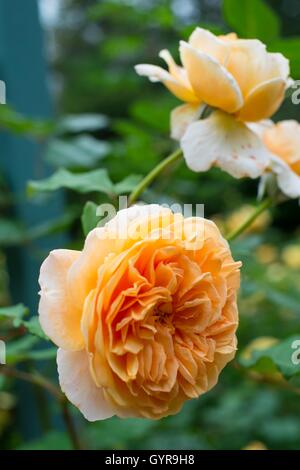 "Crown Princess Margareta'. Rosa Tea tipo, rosa inglese . Foto Stock