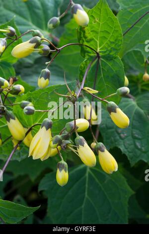 Cera gialla campane - Kirengeshoma palmata Foto Stock