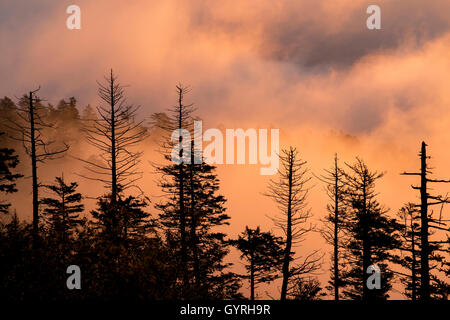 Dead Fraser Fir (Abies fraseri) alberi, sunrise, Clingmans Dome, il Great Smoky Mountains National Park, Tennessee, Stati Uniti d'America Foto Stock