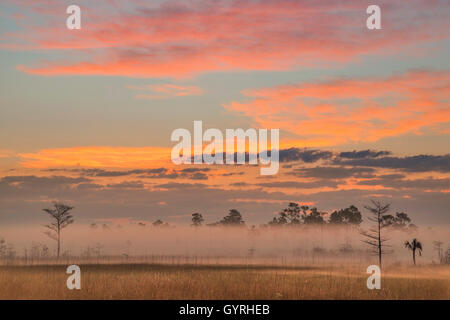 Sunrise, Sawgrass Prairie Slash e pini (Pinus elliottii), Everglades National Park, Florida USA Foto Stock