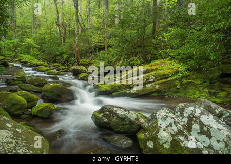 Moss-coperta di rocce e massi lungo Roaring Fork River, estate, Great Smoky Mountain National Park, Tennessee, Stati Uniti d'America Foto Stock