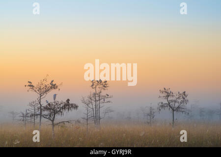 Grande garzette (Ardea alba) & White Ibis (Eudocimus albus) su Dwarf Cipressi (Taxodium distichium) sunrise, Everglades NP FL Foto Stock