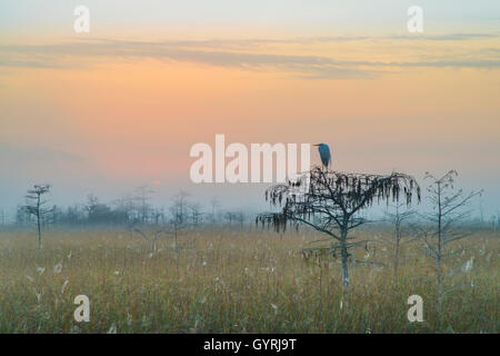 Great Egret (Ardea alba) sugli alberi di cipresso nano (Taxodium distichium) all'alba, Everglades NP FL USA, di Bill Lea/Dembinsky Photo Assoc Foto Stock