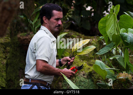 Alajuela, Costa Rica - 02 Maggio: l'uomo con la clippers la pulizia di foglie morte da un giardino di orchidee. Il 02 maggio 2016 Alajuela, Costa Rica Foto Stock