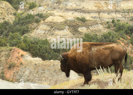 Un bisonte Americano che si affacciava su badlands. Foto Stock
