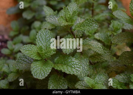 Menta fresca dal giardino Foto Stock