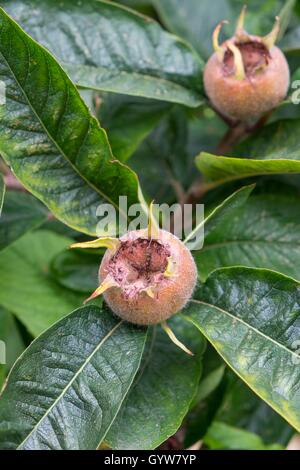 Mespilus germanica, noto come nespola o comuni o nespola. Foto Stock