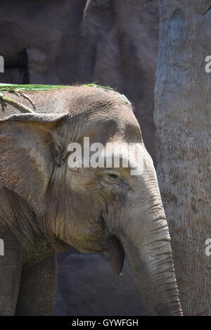 Close-up di un elefante africano all'Aurora Zoo, Guatemala Foto Stock