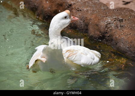 Swan sbattimenti in Aurora Zoo, Guatemala Foto Stock