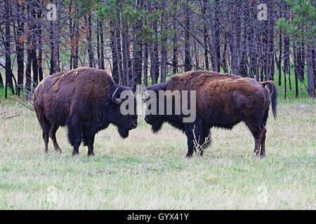 Bisonti americani Buffalo tori in procinto di affrontare gli uni contro gli altri nel Parco nazionale della Grotta del Vento nelle Black Hills del Dakota del Sud Foto Stock