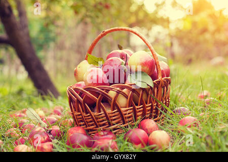 Cesto con mele biologiche sull'erba in autunno Orchard Foto Stock